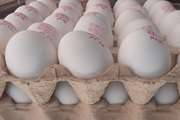 آغاز طرح سراسری نشانه گذاری تخم مرغ تولیدی و الزام به صدور گواهی بهداشتی قرنطینه ای برای کلیه ی تخم مرغ های خروجی از مرغداری ها در شهرستان فیروزه